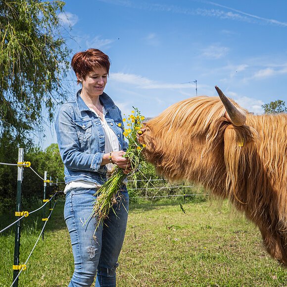Person beim Füttern eines Rindes
