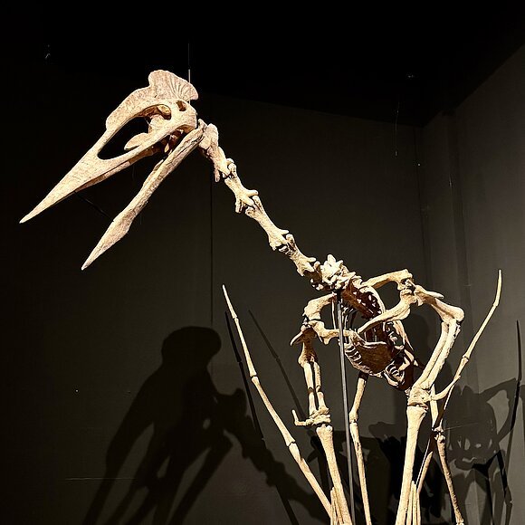 Skelett eines großen Flugsauriers mit langem Schnabel und Eiern auf schwarzem Podest vor dunklem Hintergrund.
